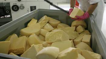 В Ленобласти намерены построить завод по производство натуральных сыров