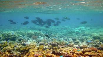 Австралия оспорит заявление ЮНЕСКО, что Большой Барьерный риф в опасности