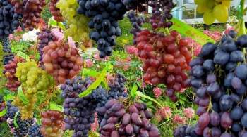 В Москве в Аптекарском огороде открылась выставка винограда с дегустацией