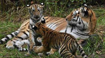 В России пройдет единовременный учет амурского тигра