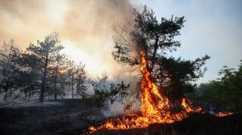 В России за сутки потушили 48 природных пожаров 