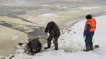 Под Костромой из ледяной воды вытащили двух лосих, выжила только одна 