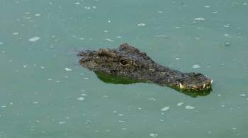 Global Times: в Китае утонул слишком робкий крокодил