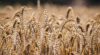 СМИ: США не ослабят санкции за разблокировку экспорта зерна с Украины