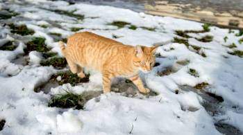 В Подмосковье завели дело после обнаружения кошек, запертых без еды в СНТ