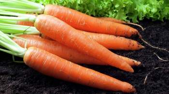 Морковь с начала года подорожала почти в 2,5 раза