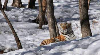 В ЕАО краснокнижная амурская тигрица Тала показала своих тигрят