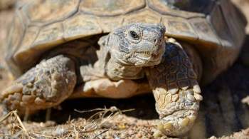 Сухопутные черепахи Московского зоопарка переехали в зимние вольеры