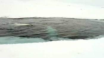 Застрявшим во льдах на Чукотке белухам надо продержаться 20 дней