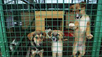 Деньги на содержание собак в пунктах передержки в Якутске заканчиваются