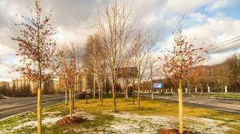 Москва выделила более 740 млн рублей на высадку новых деревьев в 2022 году