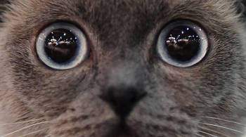  У него просто космические глаза . Слепой кот покоряет соцсети