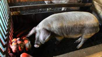 У домашней свиньи в Приморье выявили африканскую чуму