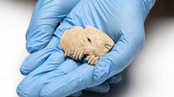 Археологи нашли изготовленный из человеческого черепа древний гребень