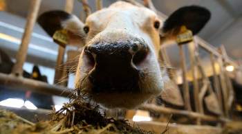 Бречалов поддержит создателя приложения по определению коров по носу