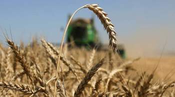 Минсельхоз не стал менять прогноз на урожай зерна из-за аномальной жары