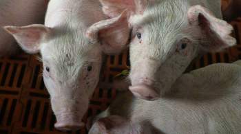 РЭЦ: российские поставщики надеются на открытие китайского рынка свинины