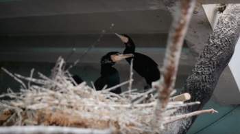 В Московском зоопарке родились птенцы редких больших бакланов