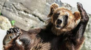 Под Иркутском медведь зашел в гости в жилой район