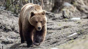 В британском зоопарке застрелили медведей, выбравшихся из вольера
