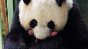 Во французском зоопарке родились панды-близнецы