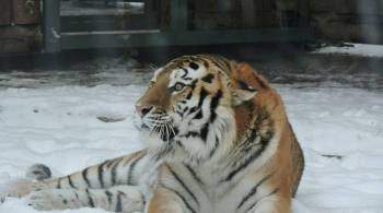 Тигр, которого  переселили  к нацпарку в Приморье, добыл изюбря