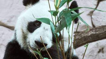 Близнецов-детенышей панды впервые представили публике в зоопарке Токио