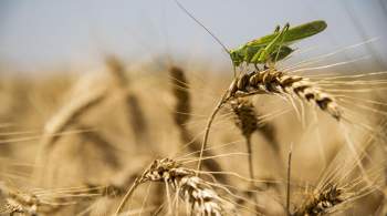В Египте опровергли сообщения об отказе от российской пшеницы 