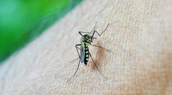 Эксперты назвали экологичные способы защиты от комаров