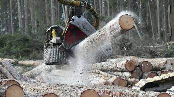 Мишустин прокомментировал новый порядок отслеживания древесины