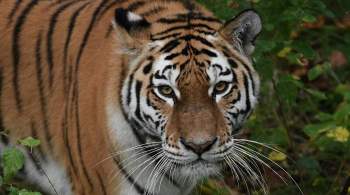 Обвиняемые в сбыте частей тел амурских тигров предстанут перед судом