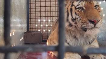 Трое жителей Хабаровска получили сроки за продажу амурского тигра 