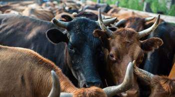 В Башкирии ввели режим ЧС из-за заболевания крупного рогатого скота