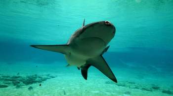 В Бразилии конфисковали 28 тонн контрабандных акульих плавников