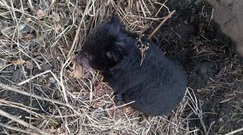 В Приморье спасли осиротевшего гималайского медвежонка