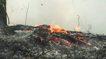 В Марий Эл площадь лесного пожара превысила 30 гектаров