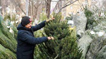 Власти Подмосковья напомнили правила перевозки новогодних елей