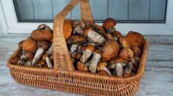 Токсиколог рассказал, когда съедобные грибы могут быть опасны 