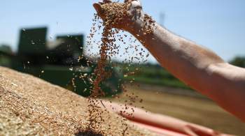 Челябинская область планирует собрать два миллиона тонн зерна в 2022 году
