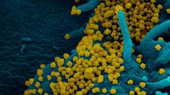 Эксперт: вирус SARS-CoV-2 может существовать в мире с 2013 года