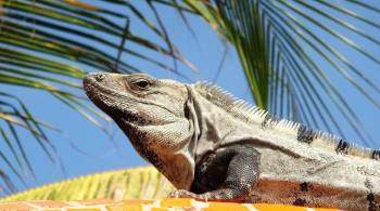 Метеорологи предупредили о возможности  игуанопада  во Флориде