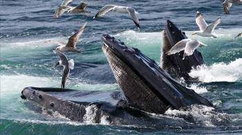 Путин подписал закон, запрещающий добычу китов, дельфинов и морских свиней