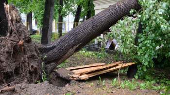 В Подмосковье при падении деревьев повреждения получили 50 автомобилей