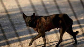 СК проверит данные о нападении бродячей собаки на мальчика в Челябинске