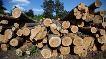 СМИ: в Германии начали воровать древесину на фоне энергетического кризиса