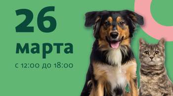 Выставка-пристройство бездомных собак и кошек пройдет в Музее Москвы