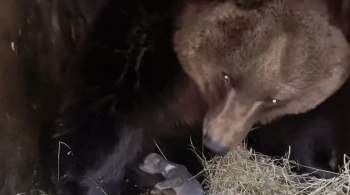 В крымском зоопарке  Сказка  родились медвежата 