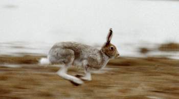 В Москве выпустили в природу более 300 диких зайцев 