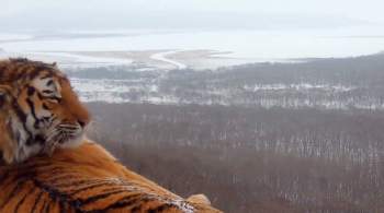 Ученые впервые получили видео с амурским тигром на фоне Владивостока 
