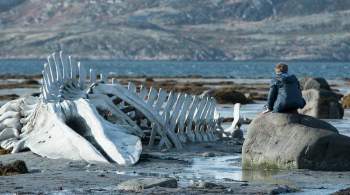 Скелет кита из фильма  Левиафан  вернули селу Териберка